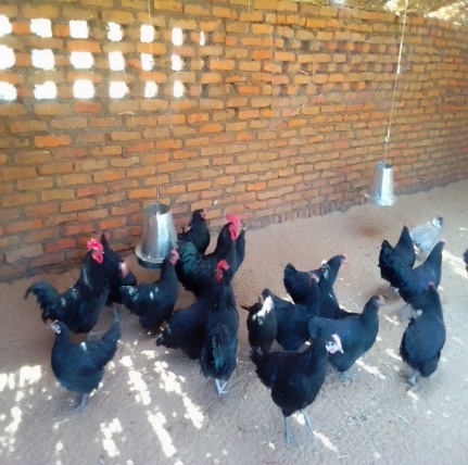     "Poultry, piggery and rabbitry farming in Schools and communities"