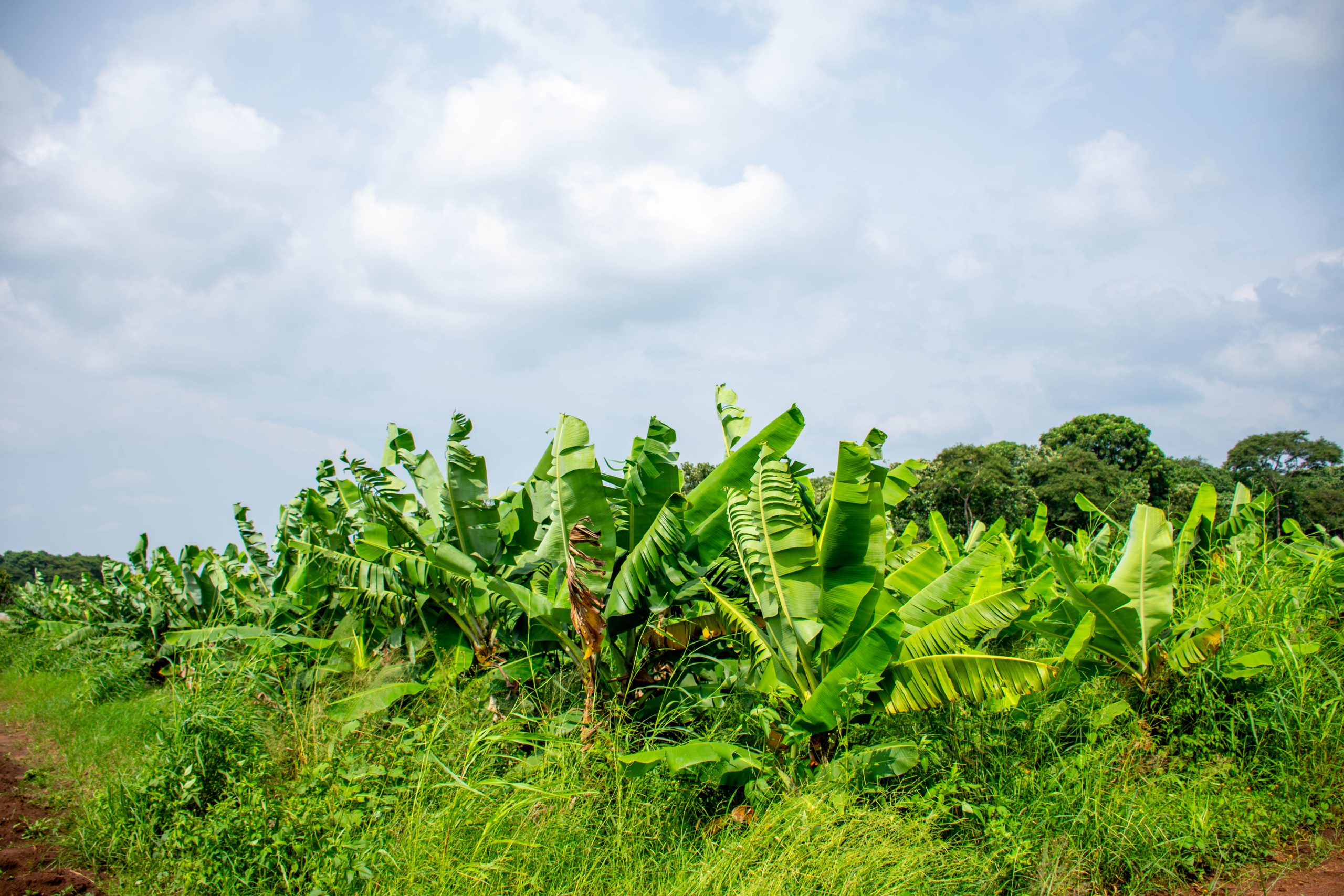 Bananas at Mlare Farm