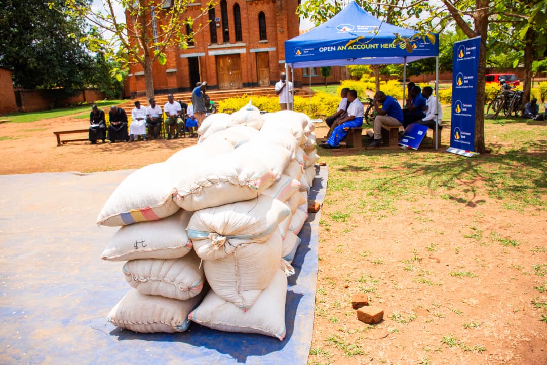 Bags of maize distributed today